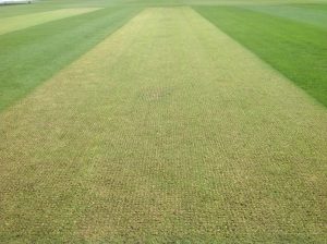 Artificial Cricket Wicket